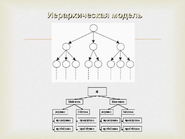 Даны изображения иерархическими системами являются