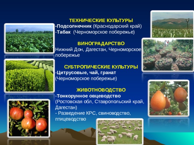 ТЕХНИЧЕСКИЕ КУЛЬТУРЫ -Подсолнечник (Краснодарский край) - Табак (Черноморское побережье) ВИНОГРАДАРСТВО Нижний Дон, Дагестан, Черноморское побережье СУБТРОПИЧЕСКИЕ КУЛЬТУРЫ - Цитрусовые, чай, гранат (Черноморское побережье)  ЖИВОТНОВОДСТВО - Тонкорунное овцеводство (Ростовская обл, Ставропольский край, Дагестан) - Разведение КРС, свиноводство, птицеводство 