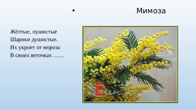 Звезда мимоза презентация