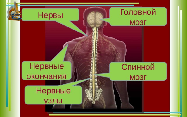 Головной мозг Нервы Нервные окончания Спинной мозг Нервные узлы 