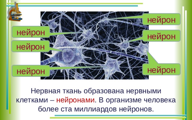 нейрон нейрон нейрон нейрон нейрон нейрон Нервная ткань образована нервными клетками – нейронами . В организме человека более ста миллиардов нейронов. 