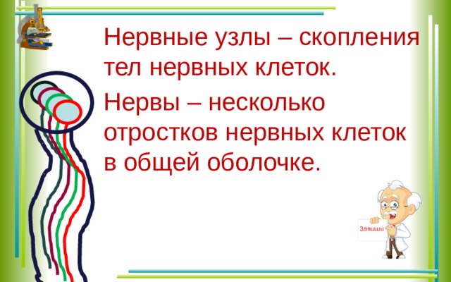 Нервные узлы – скопления тел нервных клеток. Нервы – несколько отростков нервных клеток в общей оболочке. 