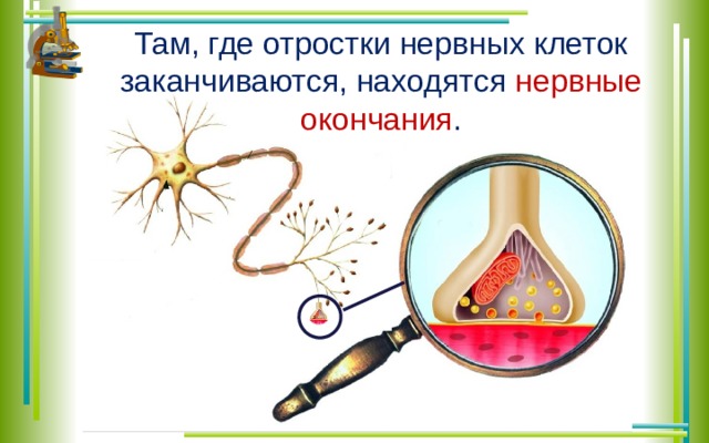 Там, где отростки нервных клеток заканчиваются, находятся нервные окончания . 
