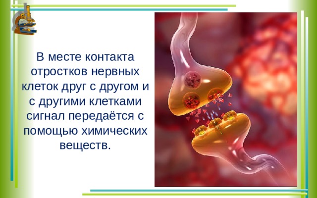 В месте контакта отростков нервных клеток друг с другом и с другими клетками сигнал передаётся с помощью химических веществ. 