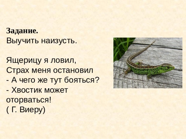   Задание.  Выучить наизусть.   Ящерицу я ловил,  Страх меня остановил  - А чего же тут бояться?  - Хвостик может оторваться!  ( Г. Виеру)   