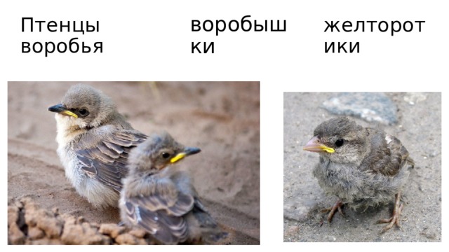 воробышки желторотики Птенцы воробья 