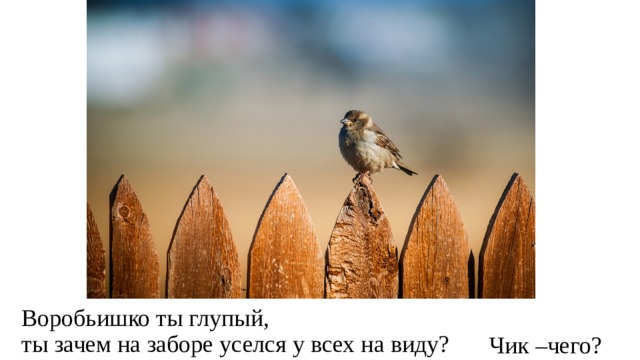 Воробьишко ты глупый,  ты зачем на заборе уселся у всех на виду? Чик –чего? 