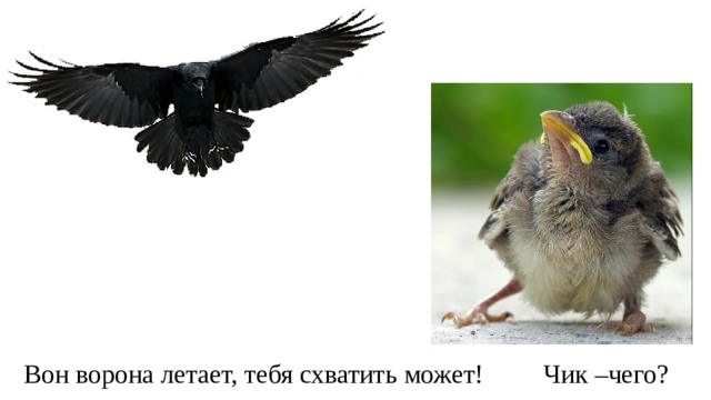 Вон ворона летает, тебя схватить может! Чик –чего? 