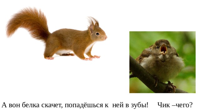 А вон белка скачет, попадёшься к ней в зубы! Чик –чего? 