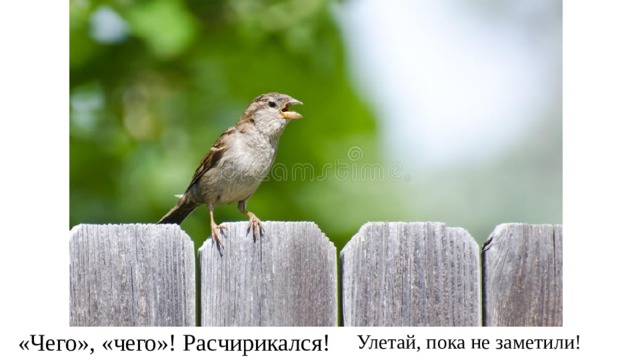 «Чего», «чего»! Расчирикался! Улетай, пока не заметили! 