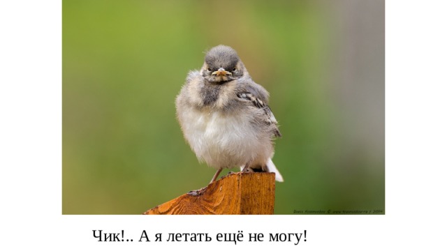 Чик!.. А я летать ещё не могу! 