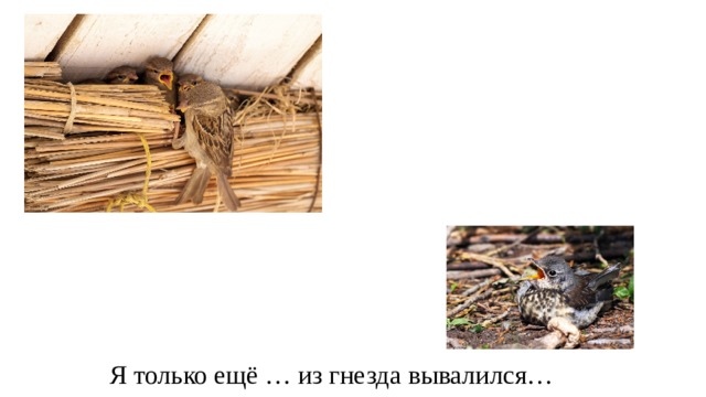 Я только ещё … из гнезда вывалился… 