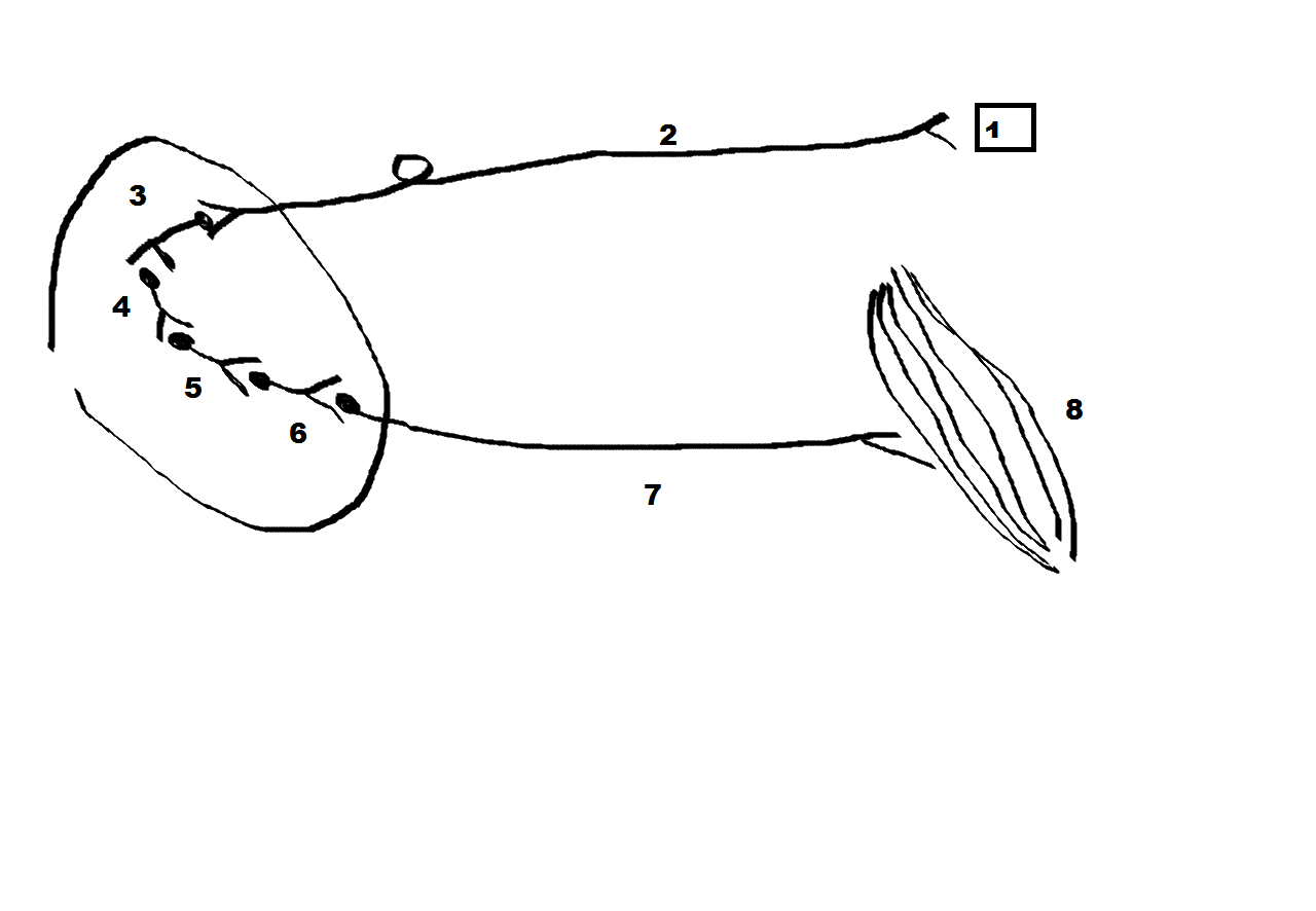 Двигательный условный рефлекс. Рефлекторная дуга рыбы. Рефлекторная дуга условного рефлекса схема. Брюшные рефлексы.