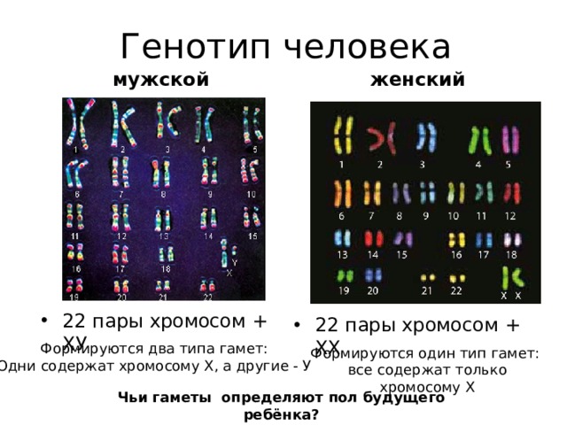 Генотип человека мужской женский 22 пары хромосом + ХУ 22 пары хромосом + ХХ Формируются два типа гамет: Одни содержат хромосому Х, а другие - У Формируются один тип гамет: все содержат только хромосому Х Чьи гаметы определяют пол будущего ребёнка? 