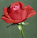 What is the national symbol of england. Смотреть фото What is the national symbol of england. Смотреть картинку What is the national symbol of england. Картинка про What is the national symbol of england. Фото What is the national symbol of england