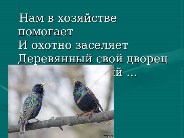 Праздник птиц изо 1. Праздник птиц изо 1 класс. Праздник птиц изо 1 кл презентация. Праздник птиц изо 1 класс конспект урока. Праздник птиц изо 1 класс презентация школа России.