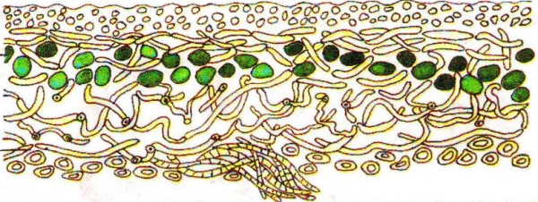 Функция водорослей в лишайнике