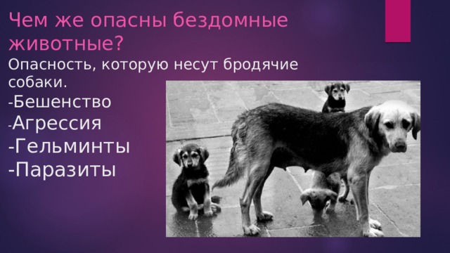 Чем же опасны бездомные животные?  Опасность, которую несут бродячие собаки.  - Бешенство   - Агрессия  - Гельминты  -Паразиты 