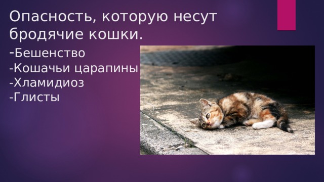 Опасность, которую несут бродячие кошки.  - Бешенство  -Кошачьи царапины  -Хламидиоз  -Глисты 