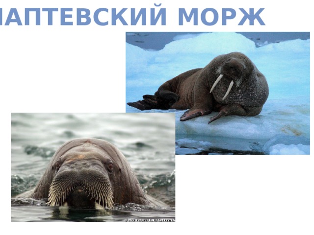 Лаптевский морж 