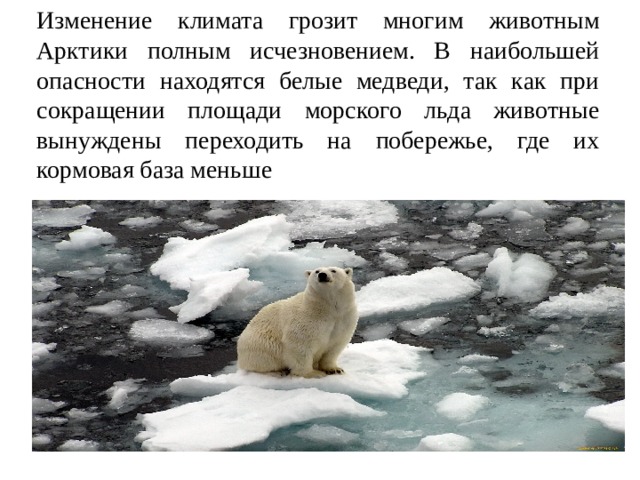 Изменение климата грозит многим животным Арктики полным исчезновением. В наибольшей опасности находятся белые медведи, так как при сокращении площади морского льда животные вынуждены переходить на побережье, где их кормовая база меньше 