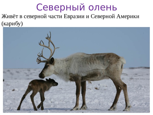 Северный олень Живёт в северной части Евразии и Северной Америки (карибу) 