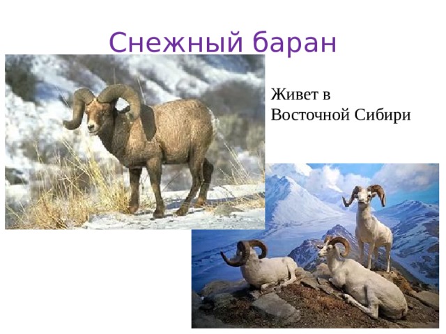 Снежный баран Живет в Восточной Сибири 