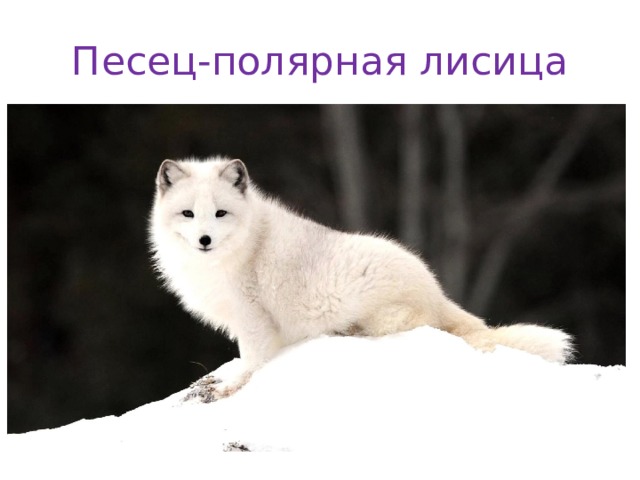 Песец-полярная лисица 