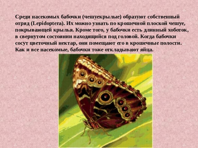 Среди насекомых бабочки (чешуекрылые) образуют собственный отряд (Lepidoptera). Их можно узнать по крошечной плоской чешуе, покрывающей крылья. Кроме того, у бабочки есть длинный хоботок, в свернутом состоянии находящийся под головой. Когда бабочки сосут цветочный нектар, они помещают его в крошечные полости. Как и все насекомые, бабочки тоже откладывают яйца. 