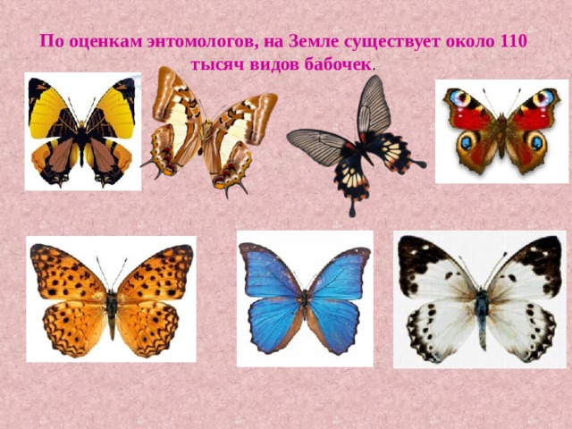 По оценкам энтомологов, на Земле существует около 110 тысяч видов бабочек . 