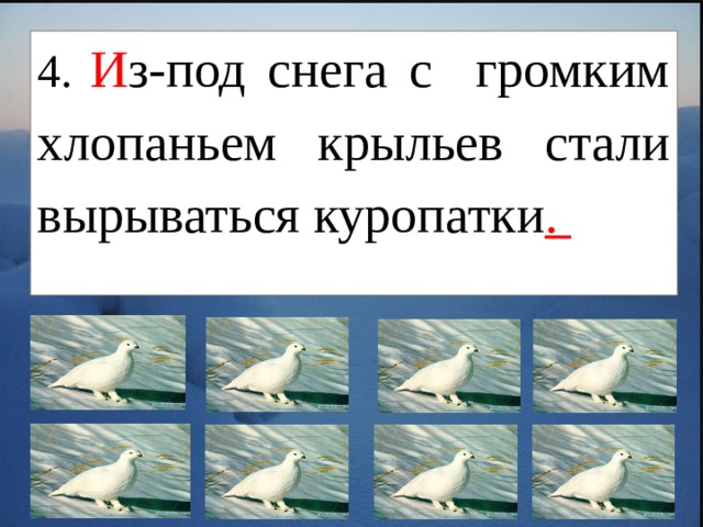 4.  И з-под снега с громким хлопаньем крыльев стали вырываться куропатки .