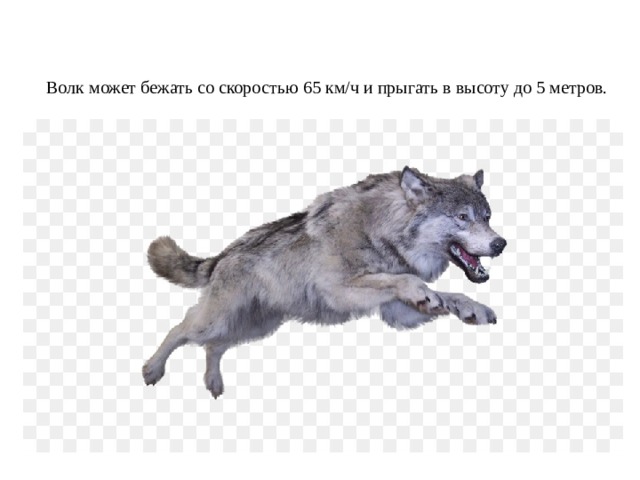 Волк может бежать со скоростью 65 км/ч и прыгать в высоту до 5 метров. 