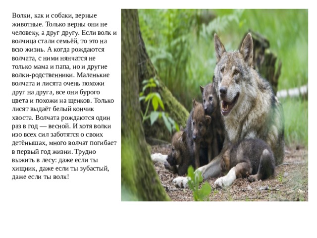 Текст бурый волк. Размеры волка и собаки. Как волки выбирают себе пару. Собака волк психолог 3/9 ру.