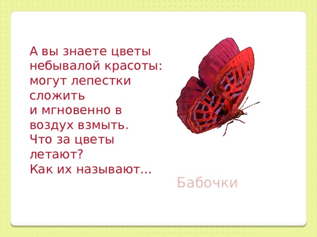 А вы знаете цветы  небывалой красоты:  могут лепестки сложить  и мгновенно в воздух взмыть.  Что за цветы летают?  Как их называют… Бабочки 