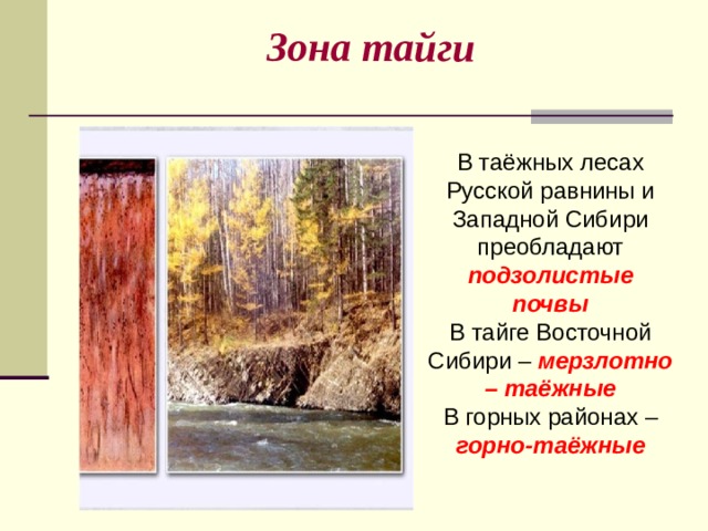 Зона тайги  В таёжных лесах Русской равнины и Западной Сибири преобладают подзолистые почвы В тайге Восточной Сибири – мерзлотно – таёжные В горных районах – горно-таёжные 