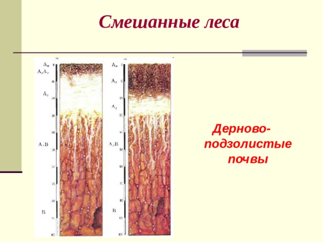 Смешанные леса Дерново-подзолистые  почвы 