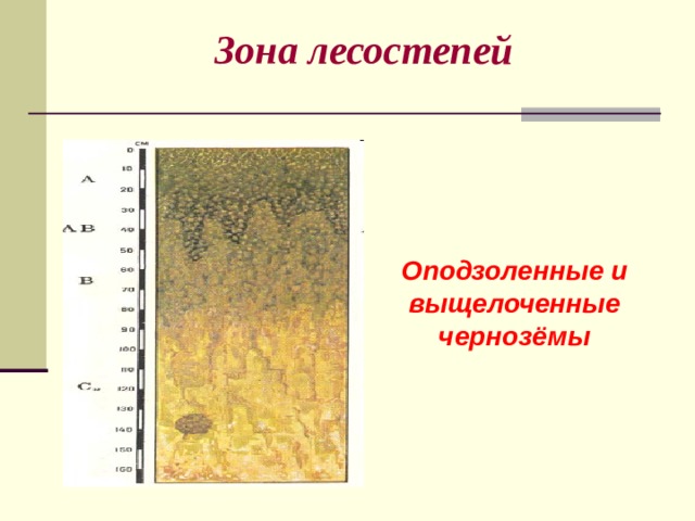 Зона лесостепей Оподзоленные и выщелоченные чернозёмы 