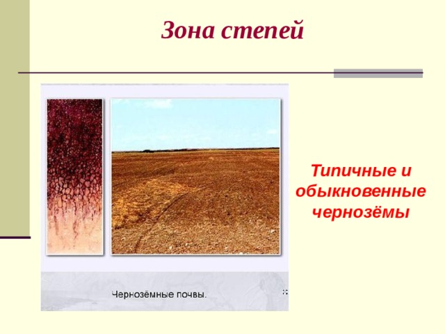 Зона степей Типичные и обыкновенные чернозёмы 