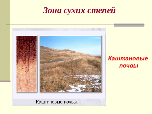 Зона сухих степей Каштановые почвы 