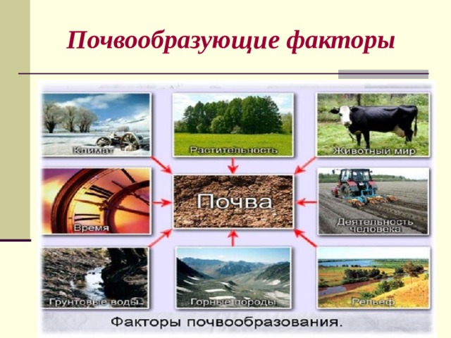 Почвообразующие факторы 