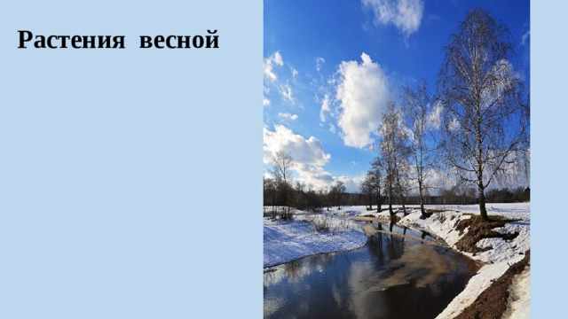 Растения весной 