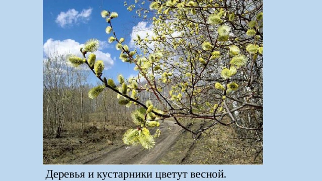 Деревья и кустарники цветут весной. 