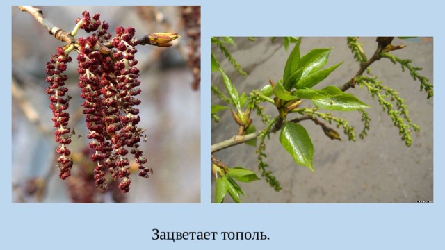 Зацветает тополь. 