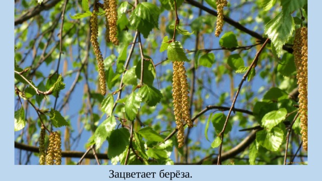 Зацветает берёза. 