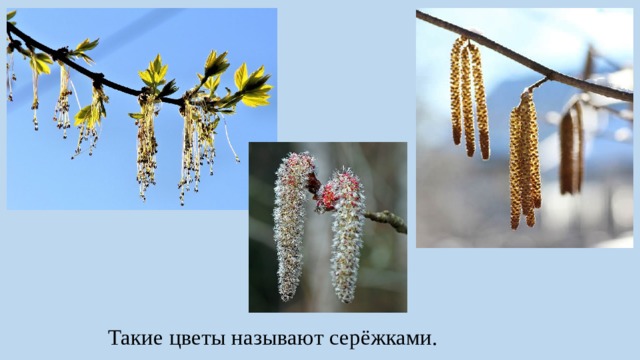 Такие цветы называют серёжками. 