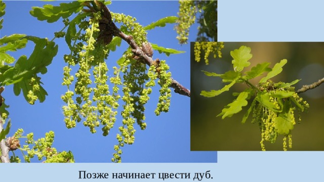 Позже начинает цвести дуб. 