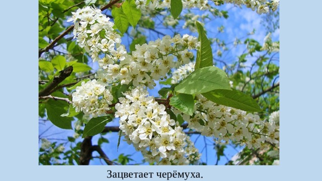 Зацветает черёмуха. 