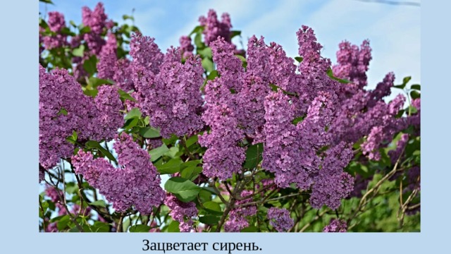 Зацветает сирень. 