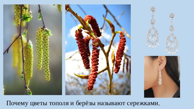 Почему цветы тополя и берёзы называют сережками. 