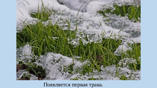Появляется первая трава. 